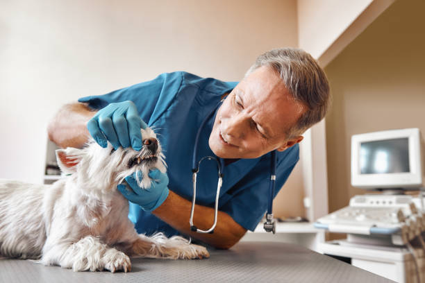 Best Emergency Dental Care for Broken or Chipped Teeth in Merian, ID